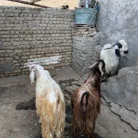 بزغاله نر