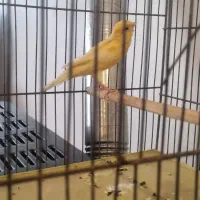 قناری مست|پرنده|بهار, |دیوار