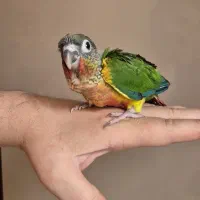 گرینچیک یلوساید|پرنده|تهران, سوهانک|دیوار