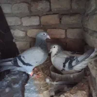 یک جفت کفتر سبز ماده و امری سبز