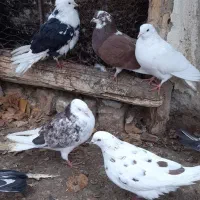 کبوتر غریبگیری|پرنده|ساوه, |دیوار