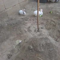 خرگوش|موش و خرگوش|جغتای, |دیوار