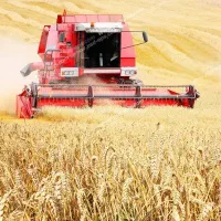 کود سیاه کامل ریشه|خدمات باغبانی و درختکاری|سرپل ذهاب, |دیوار