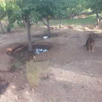 اسنخدام کارگر