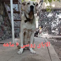 سگ الابای۶ ماهه نر نگهبان روسی درشت سنگین وزن