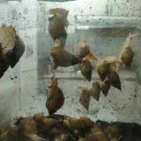 حلزون آلبینو