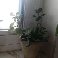 گل طبیعی|گل و گیاه طبیعی|سبزوار, هویزه|دیوار