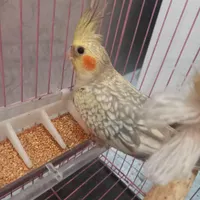 طوطی عروس ۵ ماهه