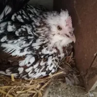 فرش مرغ گلین، جوجه گلین و خروس گلین.    مامونیه