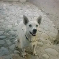 سگ پاپی نرچه  خوشگل بشرط