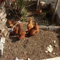 فروش مرغ گلپایگان