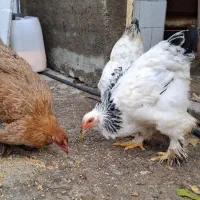 مرغ و خروس برهما