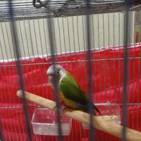 طوطی گرینچیک اهلی دستی|پرنده|الوند, |دیوار