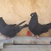 کبوتر خوبو|پرنده|شیراز, پودنک|دیوار