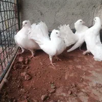 8 تا دم چتری
