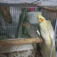 عروس هلندی بازیگوش و سرحال