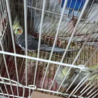 عروس هلندی اماده