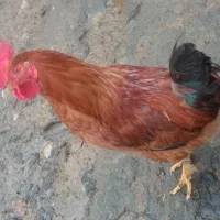 کلشیر محلی|حیوانات مزرعه|سروآباد, |دیوار