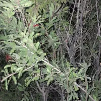 انار چینی بومی یزد