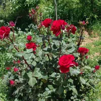 پیمانکاری خدمات باغبانی