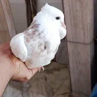 دو عدد کبوتر طوقی هفتزنگ|پرنده|شادگان, |دیوار