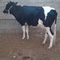 دوتا گاو نزدیک زا|حیوانات مزرعه|کرخه, |دیوار
