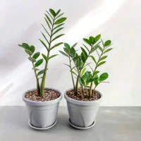 گل و گیاه آپارتمانی