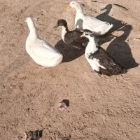 اردک جوان|پرنده|ارمند, |دیوار