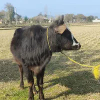 لیشه خوش رنگ کله ماستی