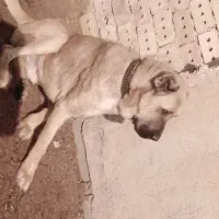 سگ درشت|سگ|نیشابور, شهرآرا|دیوار