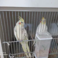 عورس هلندی مولد و کوتله مولد