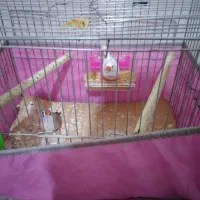 عروس هلندی و یگ جفت فنج|پرنده|قم, نیروگاه|دیوار