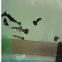 گوپی فول بلک مولد