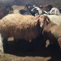 گوسفند وتکفروشی در کرج|حیوانات مزرعه|کرج, ساسانی (قلمستان)|دیوار