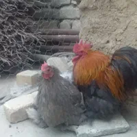 مرغ خروس کوشین|حیوانات مزرعه|گیان, |دیوار