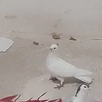 دمگیر سفید نر دولا