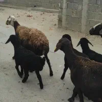 میش|حیوانات مزرعه|هشتگرد, تهران دشت|دیوار