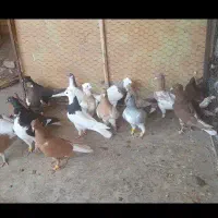 کبوتر رنگی دم سفیدتعداد۱۸