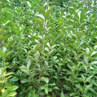 فروش شمشاد سبز زمینی