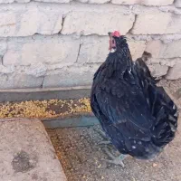 مرغ‌ جوجه‌ جوجه‌ اردک