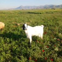 بز نر۳ ساله عقیم
