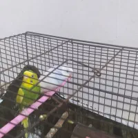 مرغ عشق|پرنده|محمدیه-قزوین, |دیوار