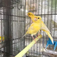 قناری جفت فنج جفت