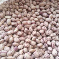 لوبیا چیتی بوجاری شده|عمدهفروشی|سبزوار, قصبه غربی|دیوار