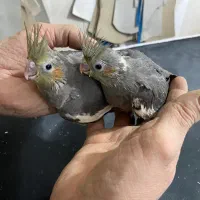 جوجه عروس هلندی