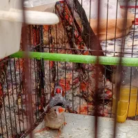 دوعدد فنچ تخم گذار