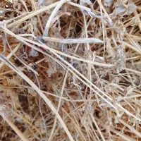 علوفه یونجه و باغ