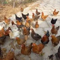 فروش مرغ محلی