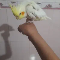 عروس هلندی ماده