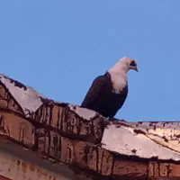 کله سفیدکاکلی